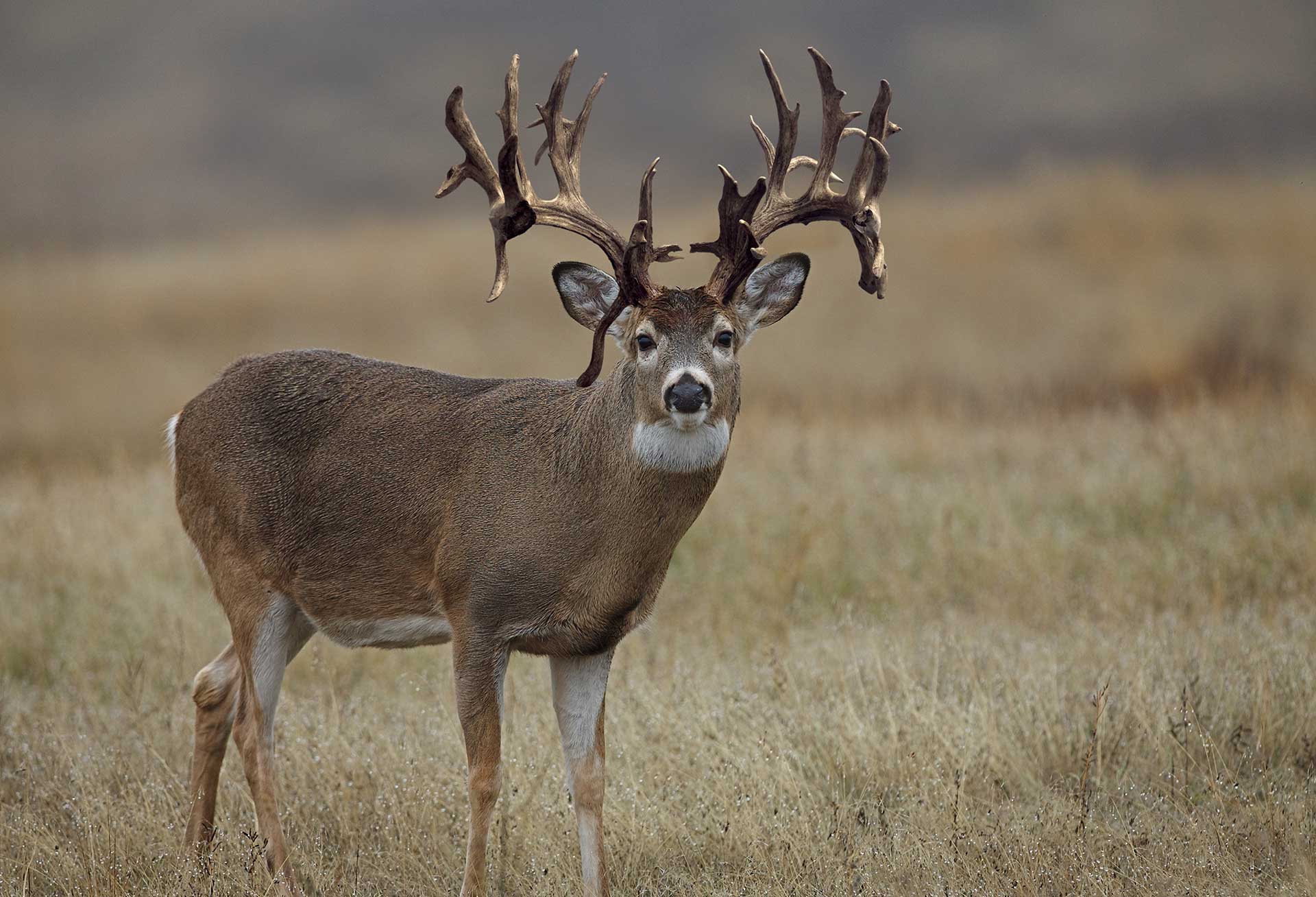 Hunting Havens: Exploring the States with the Biggest Bucks - American ...